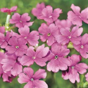 Yankee Candle Verbena