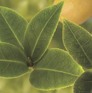 Yankee Candle White Tea