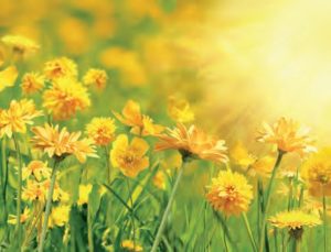 Yankee Candle Flowers in the Sun