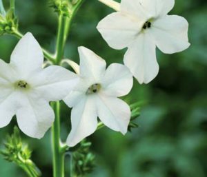 Yankee Candle Tabacco Flower