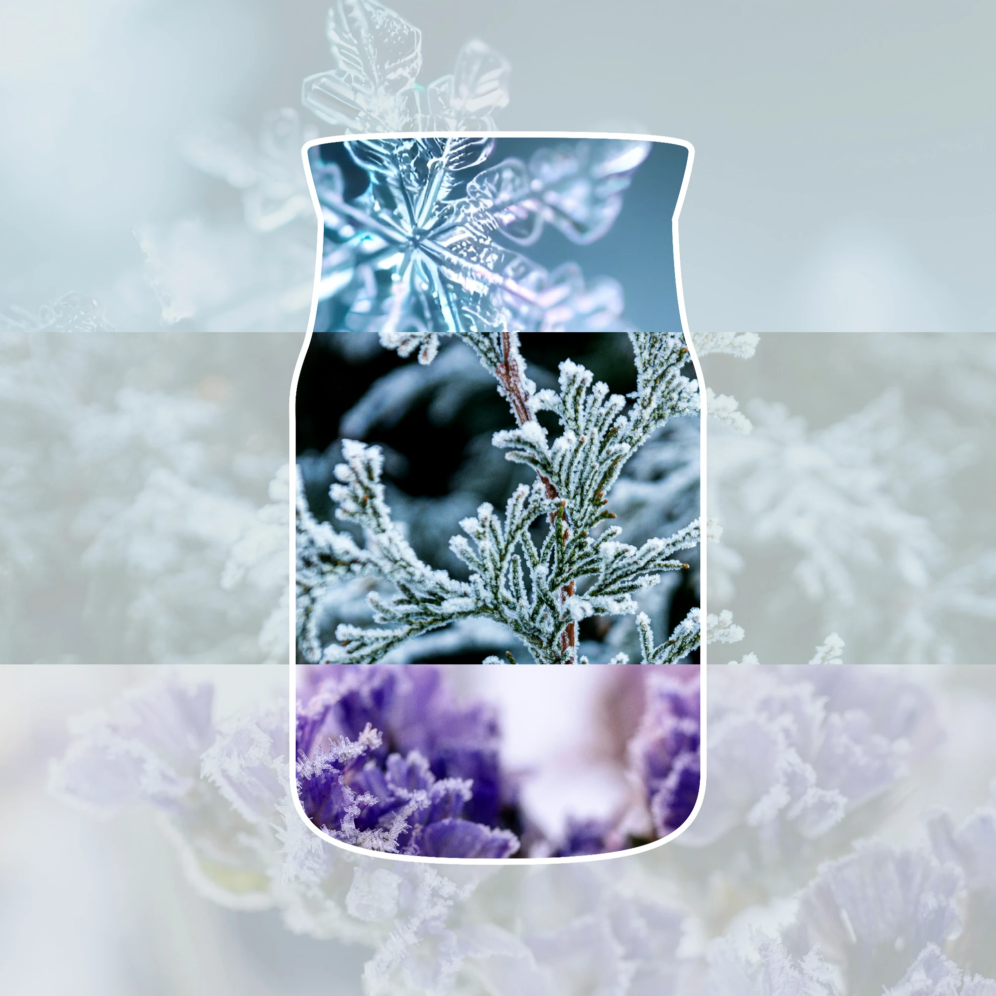 Frost, Frosted branch, Winter, Icy plant, Foliage