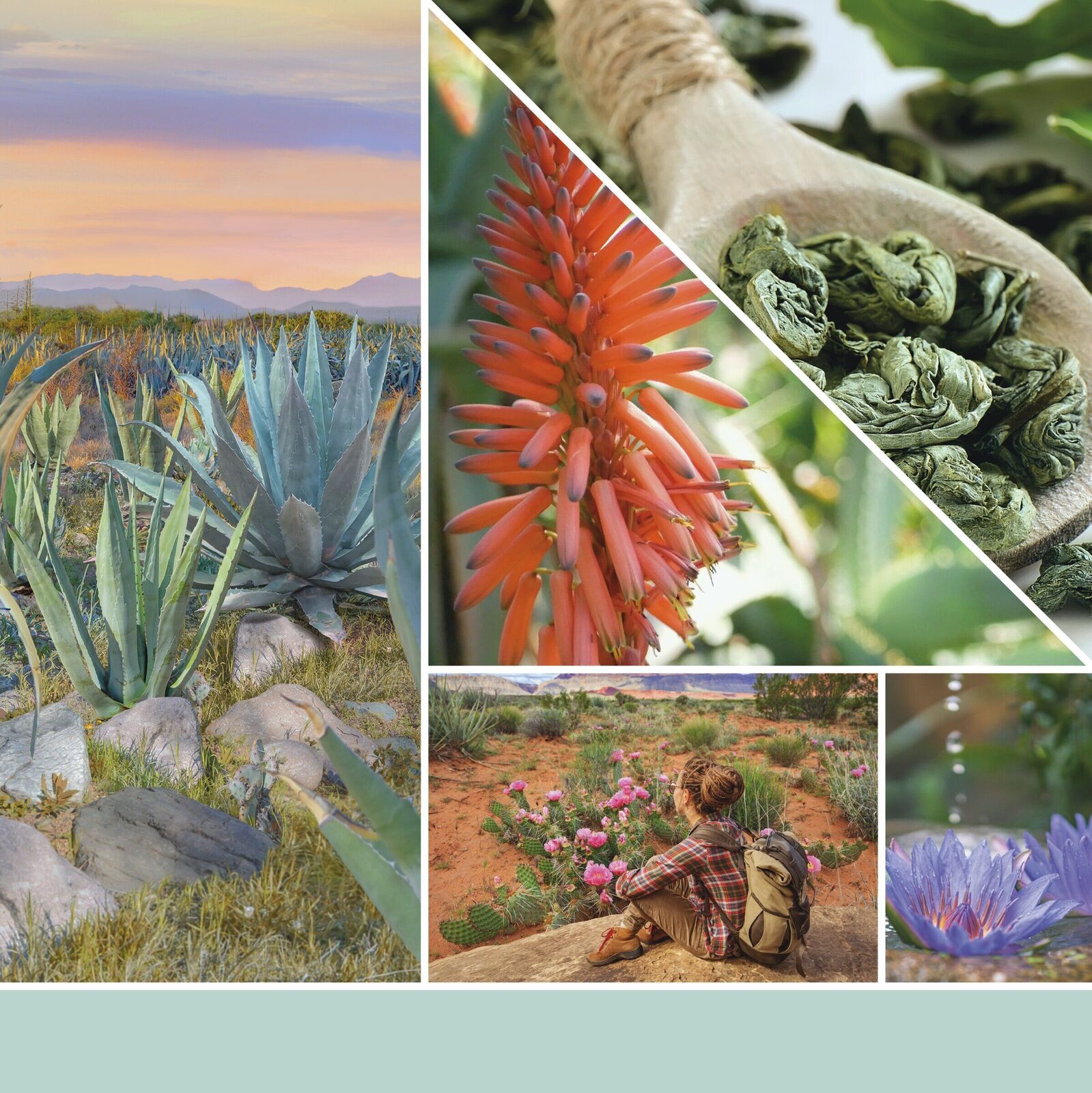 Aloe & Agave Signature Large Jar 567g 2-Docht