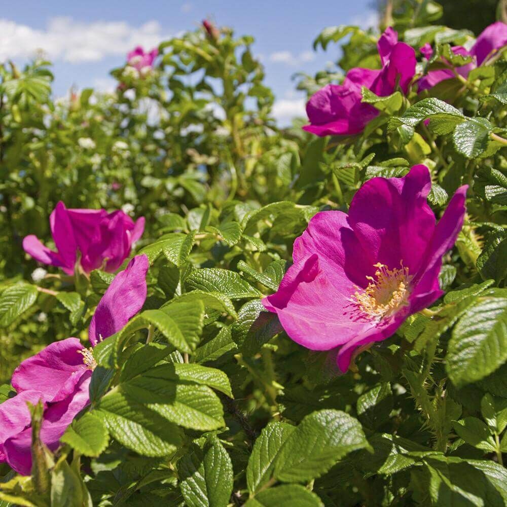 Village-Candle-Wild-Rose Wild Rose 602g (Chrome)