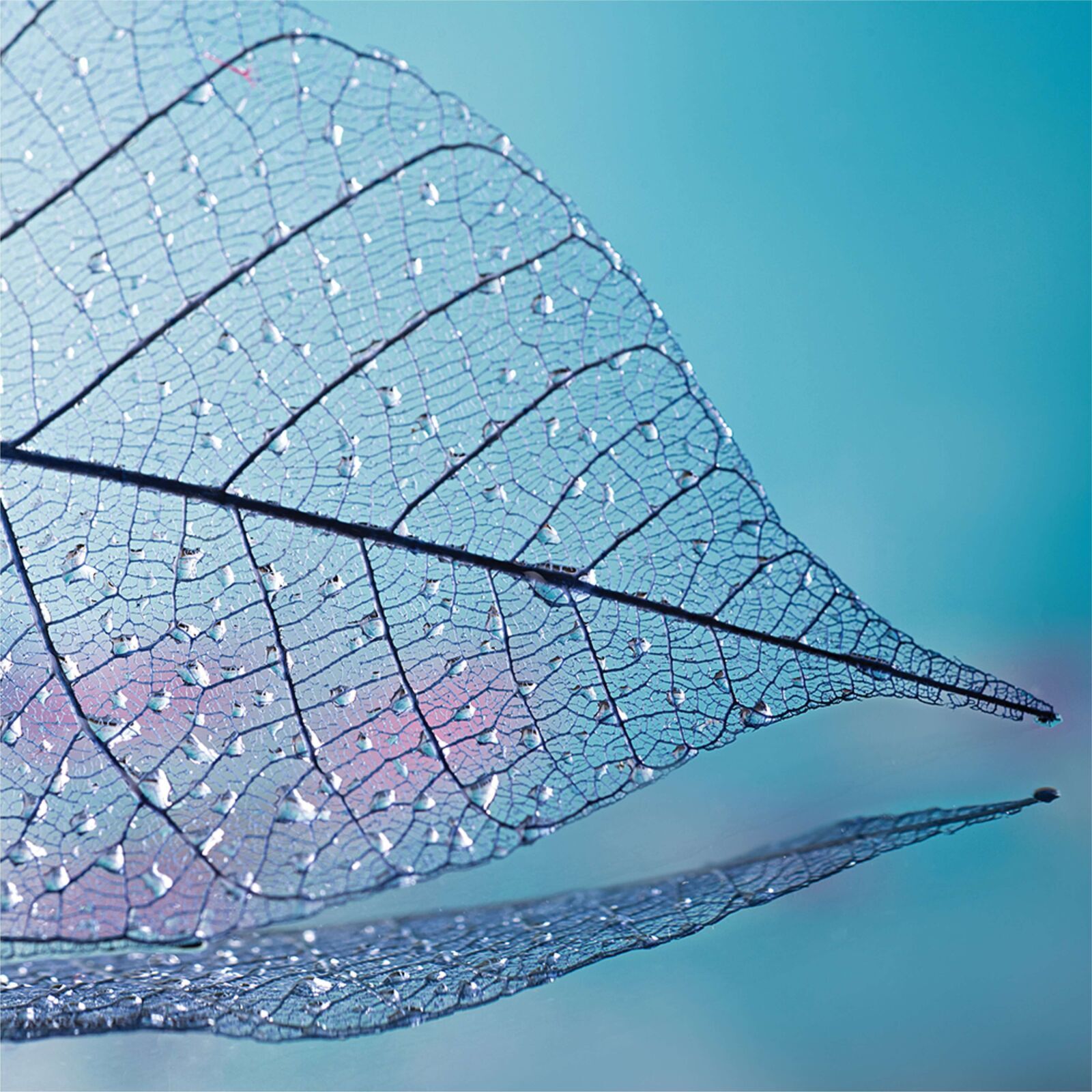 Purity 602g (Chrome)