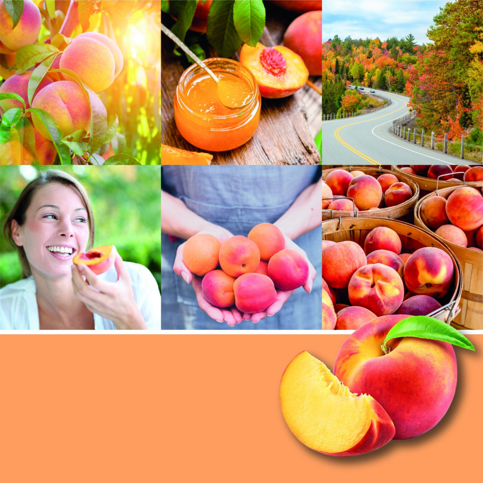 Farm Fresh Peach Signature Medium Jar 368g 2-Docht