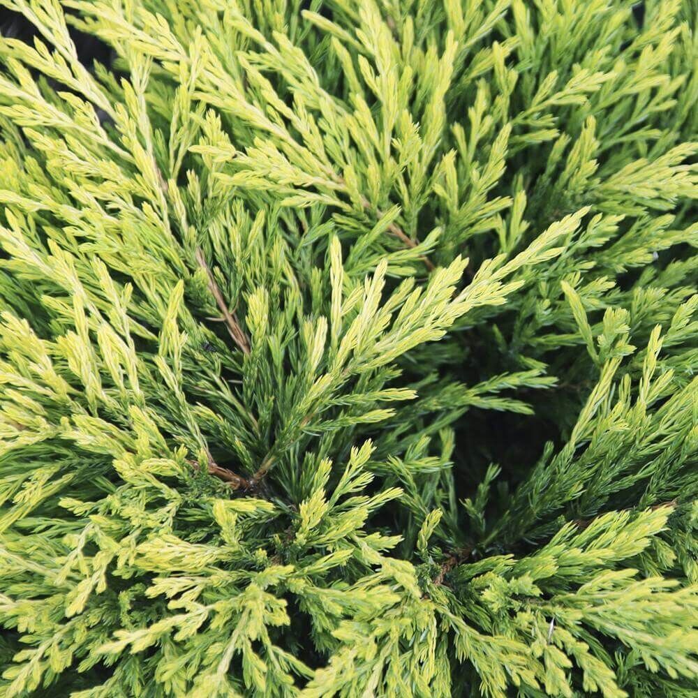 Village-Candle-White-Cedar White Cedar 602g