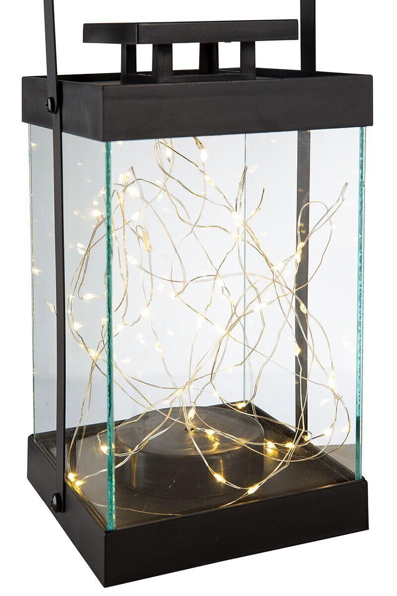 Tier, Aquarium, Leben im Meer, Wasser, Lampe