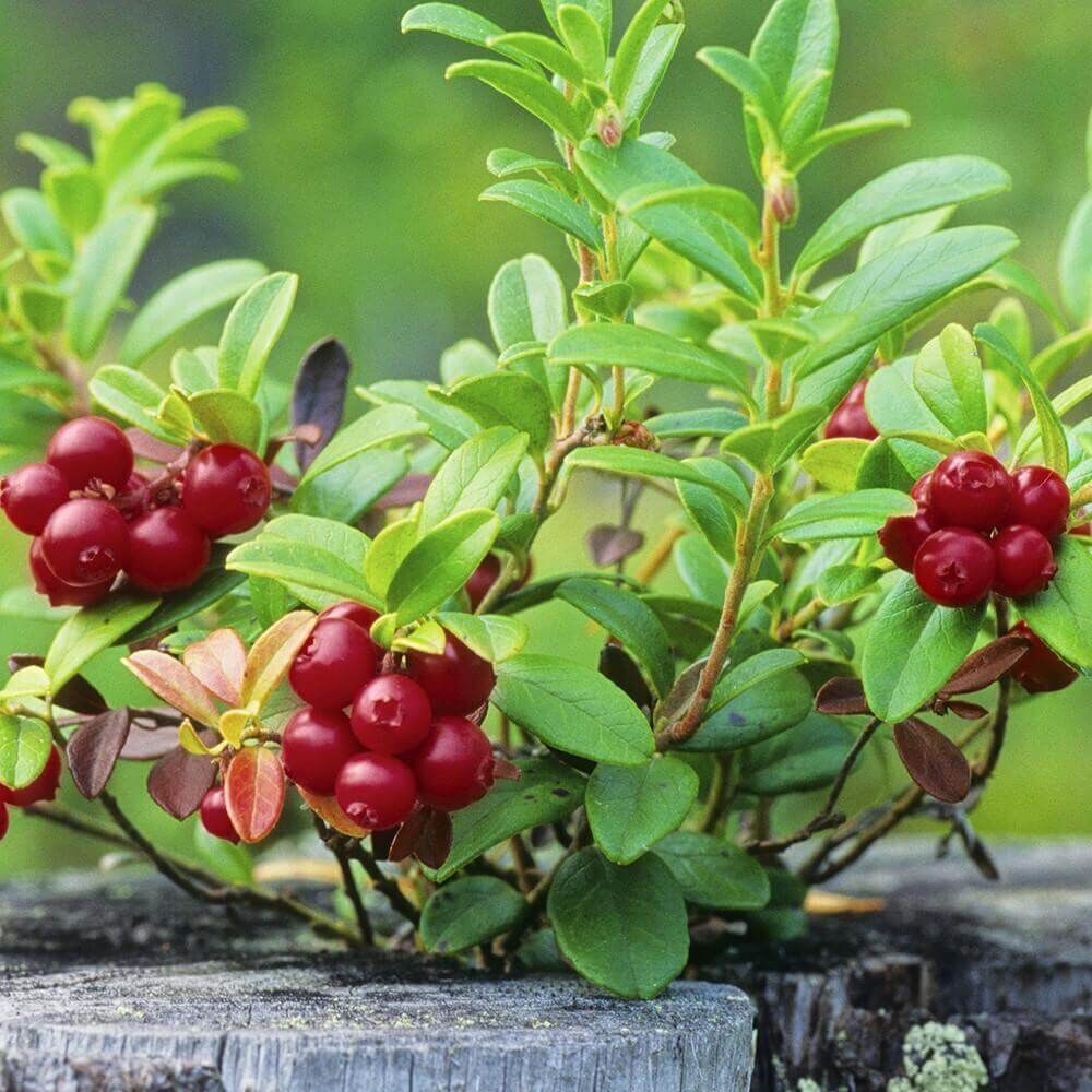 Nantucket Cranberry 626g