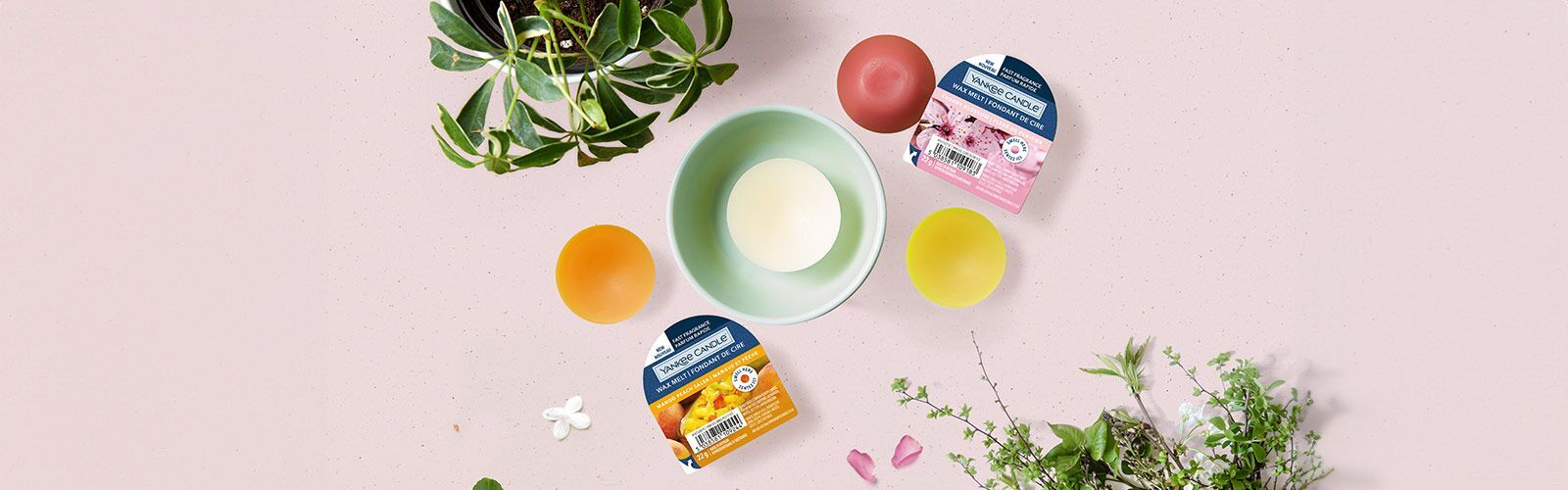 Duftwachs-kaufen Werbung, Pflanze, Kräuterig, Kräuter