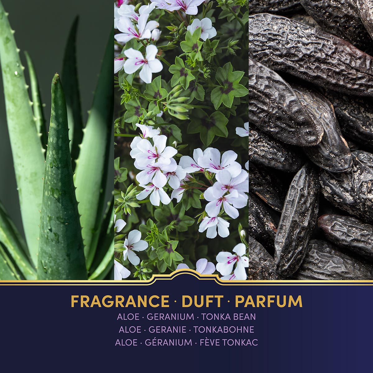 Duft, Aloe, Geranie, Tonkabohne, Blumig