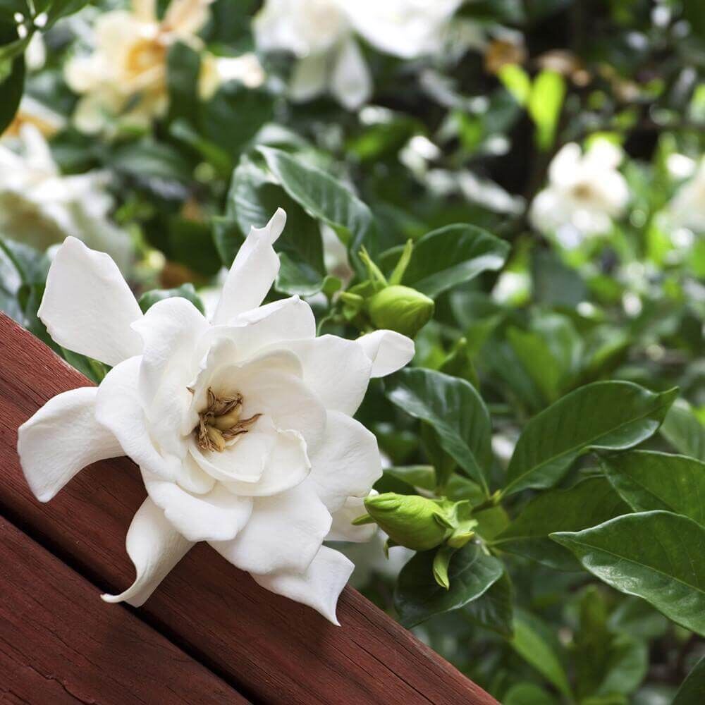 Village-Candle-GardeniaaXnq14ryTWPNW Village Candle Gardenia