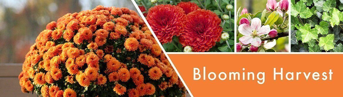 Blooming-Harvest-Fragrance-1 Blooming Harvest 59g