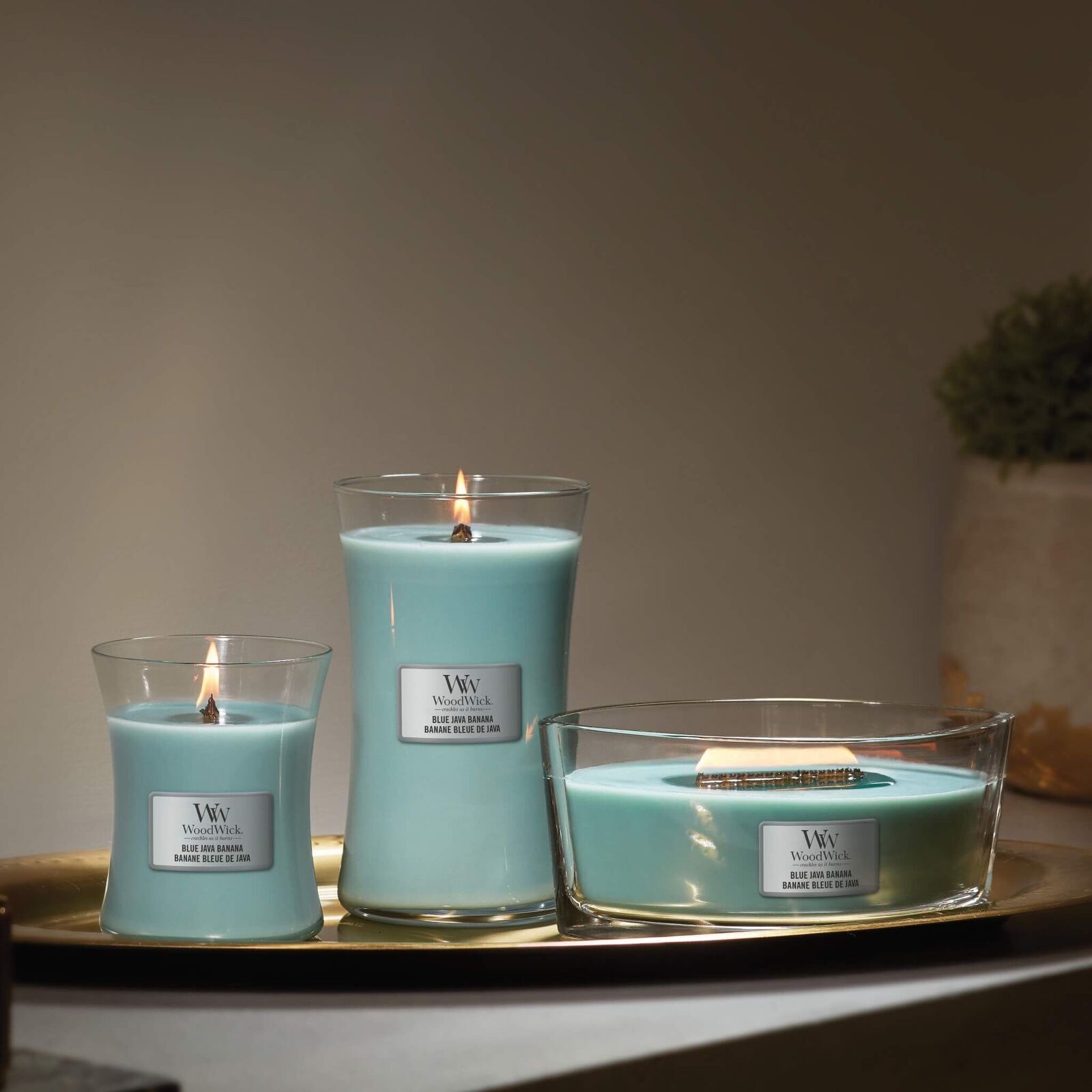 1647923E_GB_4 Blue Java Banana 454g