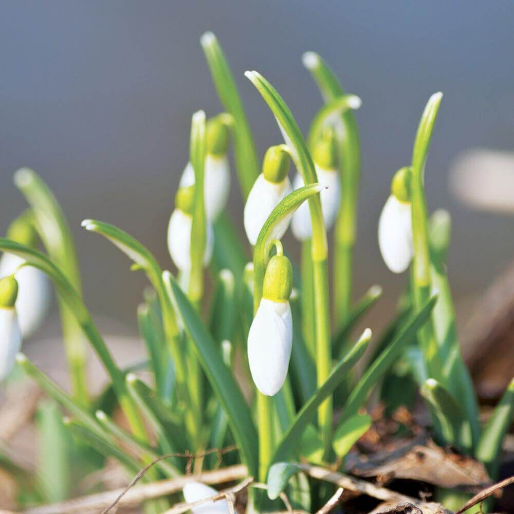 Village-Candle-AwakeningyYF2MMyVwZeTs Village Candle Awakening