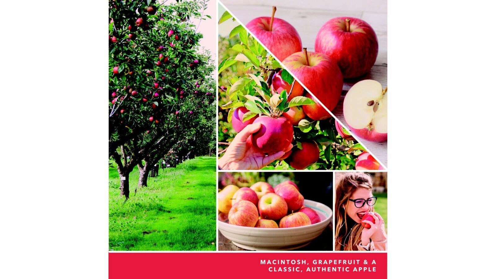 Apfel, Rote Äpfel, Apfelbaum, Obstgarten, Macintosh