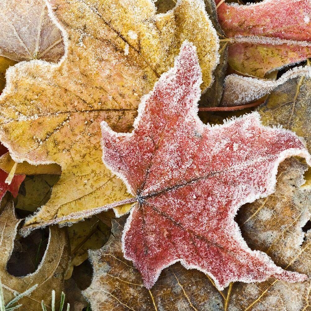 Village-Candle-First-Frost Village Candle First Frost