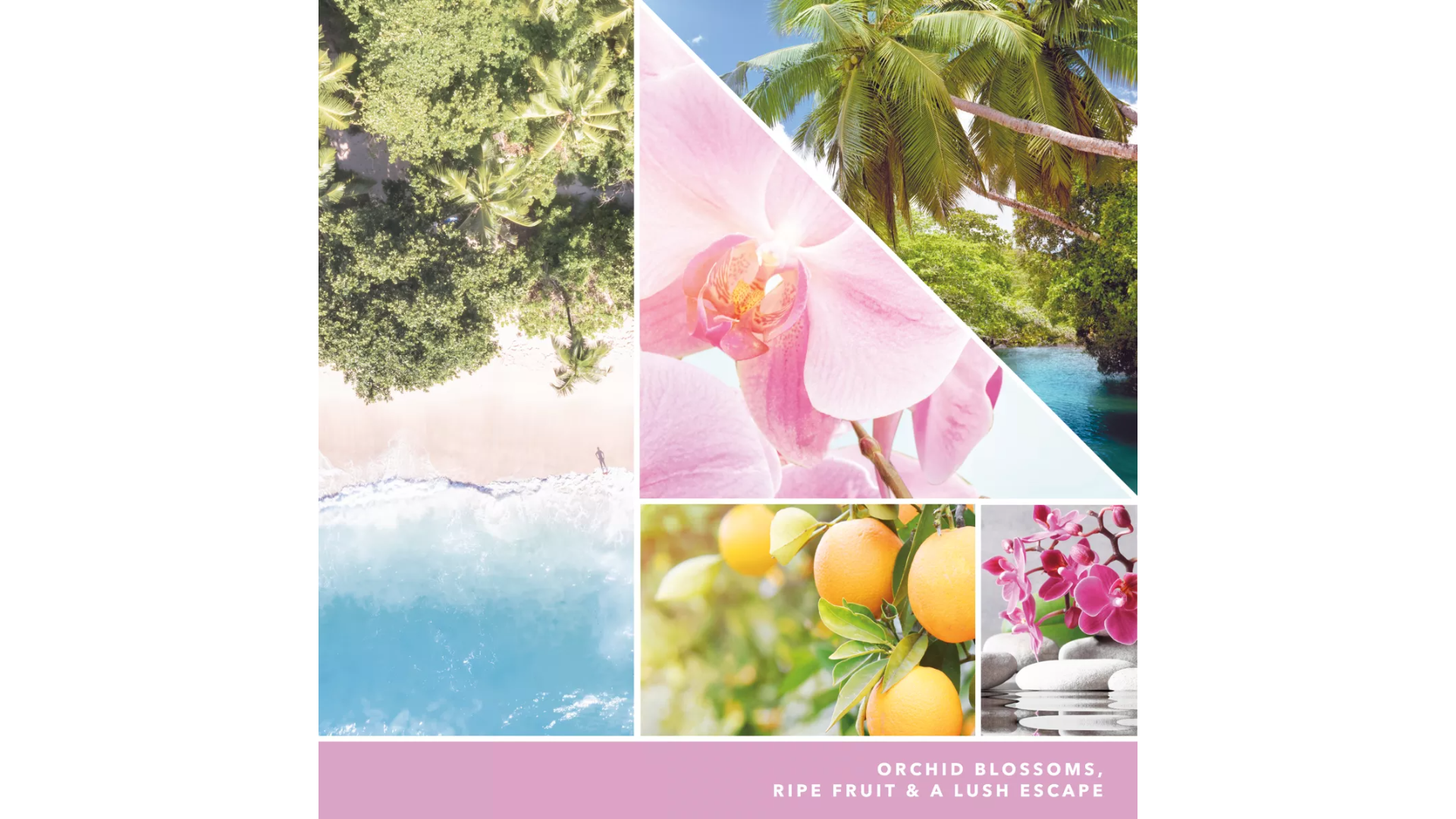 Download-40 Wild Orchid 37g