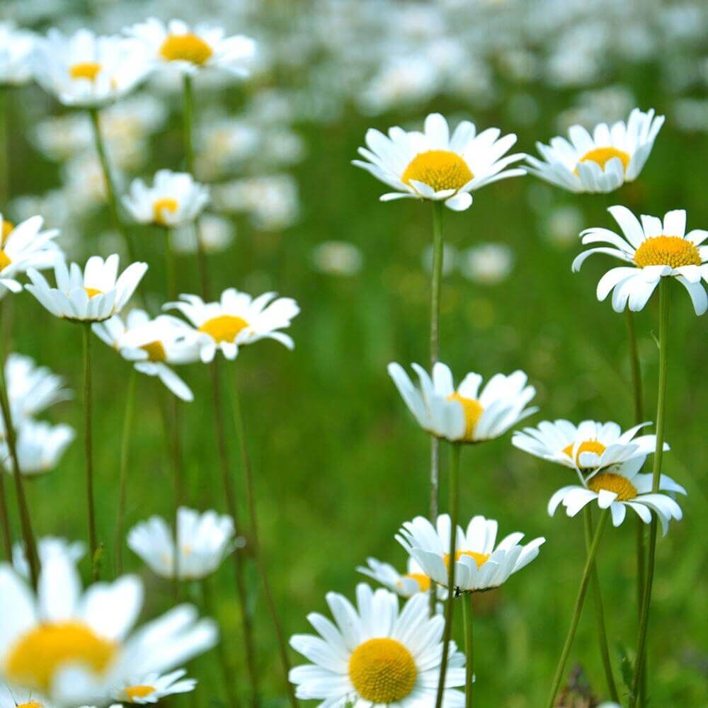 dancing-daisies_35e20c20-8798-46ba-b5a3-9348be2b1cc4_2000x-progressive Dancing Daisies 602g