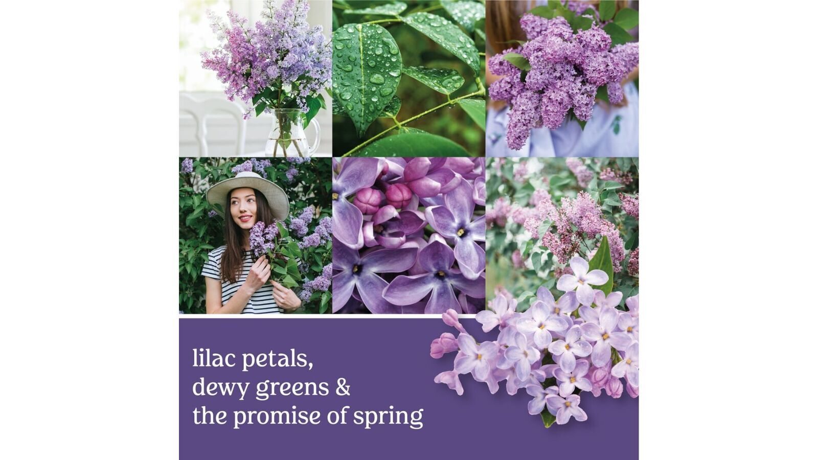 Lilac Blossoms 623g